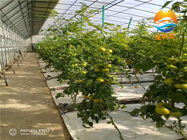 番茄丝瓜视频黄版04