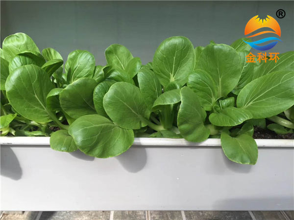 蔬菜丝瓜视频黄版 (23)